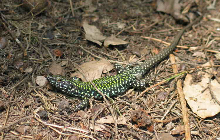 Italian Wall Lizard