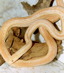 1,0 amel. striped annectens, adult