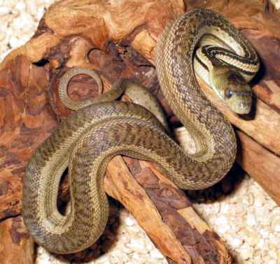 Hatchling of striped annectens, short before the first shed.