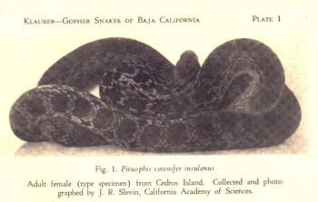 Aus: The Gopher Snakes of Baja California, With description of new Subspecies of Pituophis catenifer, San Diego, 1946