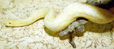 2 year old amel.yellow male
