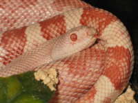 amelanistic Florida pine snake