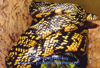 spilotes wc-male of 1989